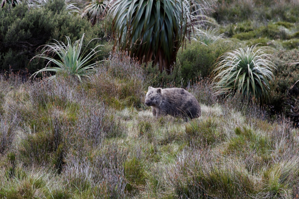 20 - Cradle Montain NP (3).jpg